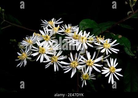 Gänseblümchen sind normalerweise kleine Pflanzen, die in Ihrem Rasen wachsen - diese Gänseblümchen-Sträucher (Olearia Lirata) sind ziemlich groß - und sehr auffällig, wenn sie blühen! Stockfoto