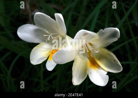 Jonquils (Narcissus spp) sind nicht in Australien beheimatet, so war ich überrascht, sie in einem einheimischen Wald blühen zu finden - weit weg von einem Garten. Stockfoto