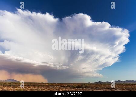 Gewitter Cumulonimbus Wolke über einem haboob Staubsturm in der Wüste bei Stanfield, Arizona, USA Stockfoto