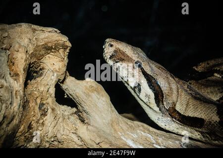 Nahaufnahme Porträt einer großen Boa Constrictor Schlange kriechen auf Eine Baumstammfläche Stockfoto