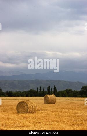 2 Haystack rollt auf einem landwirtschaftlichen Feld in den Ausläufern zentralasiens mit Kopieplatz. Vertikale Ausrichtung. Stockfoto