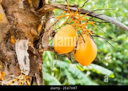 Kokosnussbälle In Orange Stockfoto