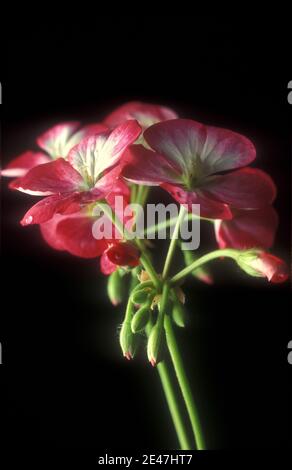 NAHAUFNAHME EINER ROSA GERANIENBLUME VOR SCHWARZEM HINTERGRUND. Stockfoto