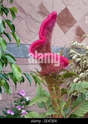 Schöne Cockscomb Blume. Rosa Samtblume Stockfoto
