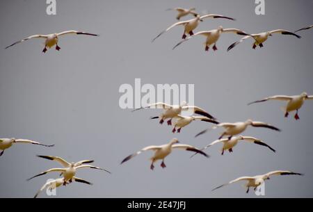 Schneegänse fliegen über die Delaware Farm.jedes Jahr ziehen tausende Schneegäse nach Delaware, um die rauen arktischen Winter zu vermeiden. Stockfoto