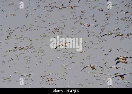 Schneegänse fliegen über die Delaware Farm.jedes Jahr ziehen tausende Schneegäse nach Delaware, um die rauen arktischen Winter zu vermeiden. Stockfoto