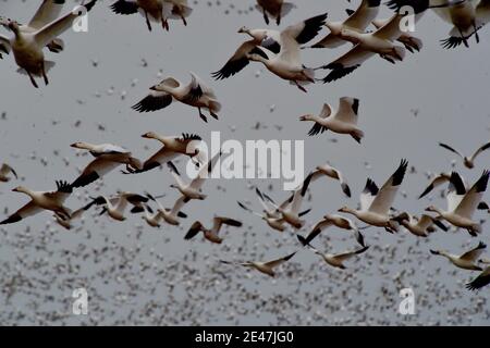 Schneegänse fliegen über die Delaware Farm.jedes Jahr ziehen tausende Schneegäse nach Delaware, um die rauen arktischen Winter zu vermeiden. Stockfoto