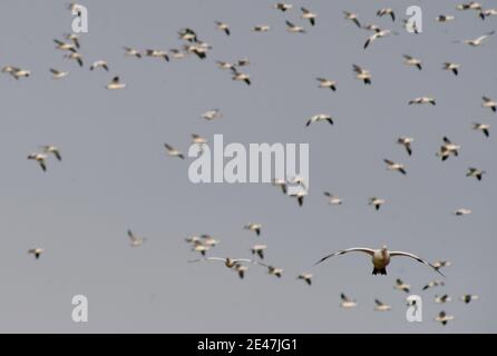 Schneegänse fliegen über die Delaware Farm.jedes Jahr ziehen tausende Schneegäse nach Delaware, um die rauen arktischen Winter zu vermeiden. Stockfoto