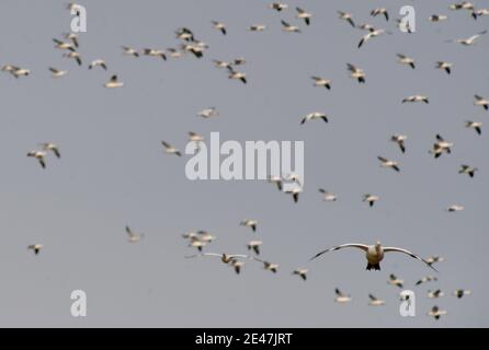 Prime Hook, USA. Januar 2021. Schneegänse fliegen über die Delaware Farm.jedes Jahr ziehen tausende Schneegäse nach Delaware, um die rauen arktischen Winter zu vermeiden. Quelle: Aimee Dilger/SOPA Images/ZUMA Wire/Alamy Live News Stockfoto