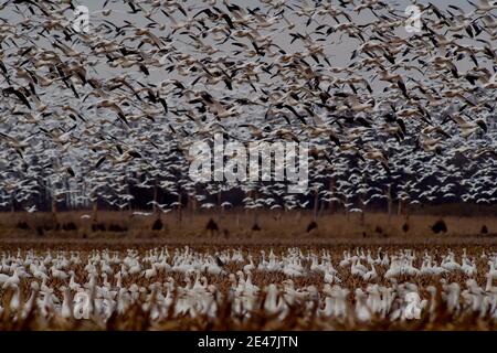 Prime Hook, USA. Januar 2021. Tausende von Schneegänsen steigen auf einer Farm ab, um nach Nahrung zu suchen.jedes Jahr wandern Tausende von Schneegänsen nach Delaware, um die rauen arktischen Winter zu vermeiden. Quelle: Aimee Dilger/SOPA Images/ZUMA Wire/Alamy Live News Stockfoto