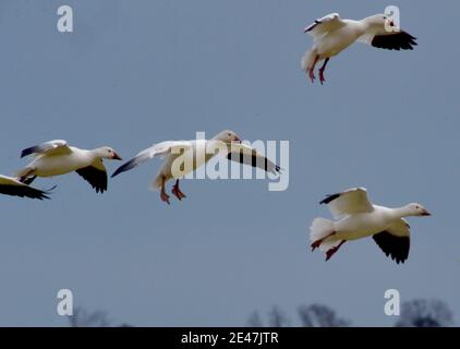 Prime Hook, USA. Januar 2021. Schneegänse fliegen über die Delaware Farm.jedes Jahr ziehen tausende Schneegäse nach Delaware, um die rauen arktischen Winter zu vermeiden. Quelle: Aimee Dilger/SOPA Images/ZUMA Wire/Alamy Live News Stockfoto