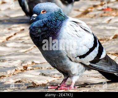 Selektive Fokusaufnahme einer Taube im Freien Stockfoto