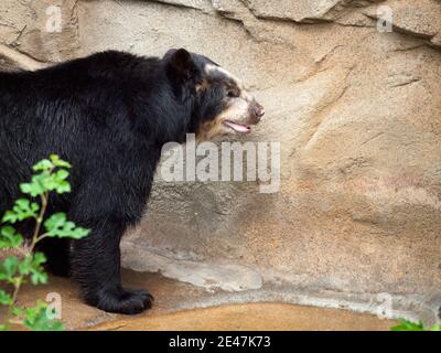 Ein Brillenbär (Tremarctos ornatus), auch als Andenbär oder Andenbär bekannt, in Gefangenschaft im Lincoln Park Zoo in Chicago. Stockfoto