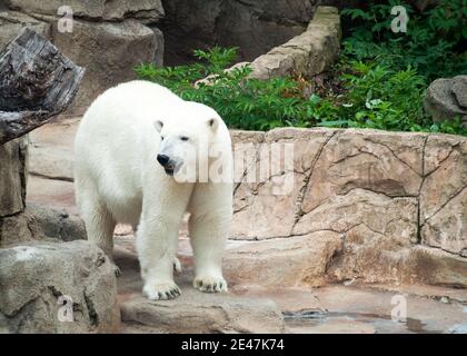 Anana, die residierenden Eisbären des Lincoln Park Zoo in Chicago, Illinois. Stockfoto