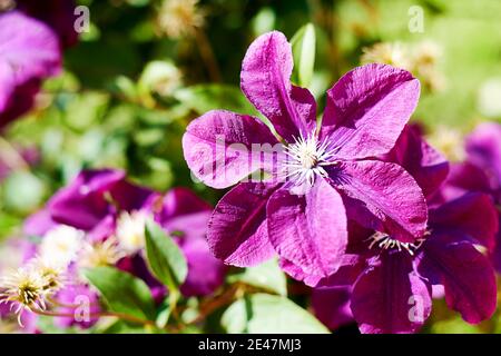 Lila Clematis Blüten auf dem verschwommenen grünen Blatthintergrund. Florale und pflanzliche Kulissen Stockfoto