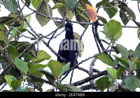 Langwattler Umbrellabird (Cephalopterus penduliger) in Equador Stockfoto