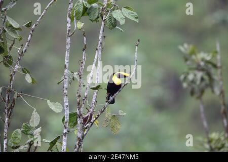 Kastanienstämmiger Tukan oder Swainson-Tukan (Ramphastos ambiguus swainsonii) in Equador Stockfoto