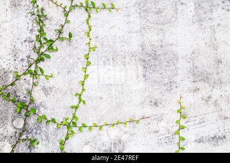 Green Creeper Plant auf Zementwand, abstrakter Hintergrund. Stockfoto