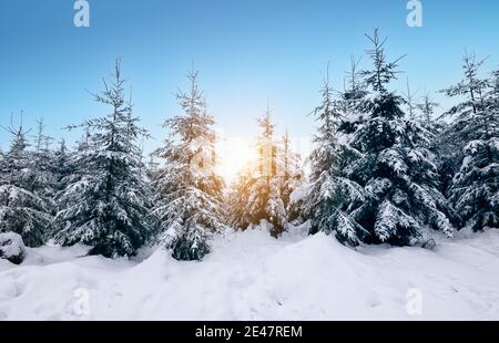 Verwunschene Schneelandschaft Winterlandschaft. Schneebedeckte immergrüne Bäume bei Sonnenuntergang. Stockfoto