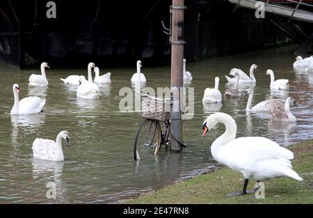 Peterborough, Großbritannien. Januar 2021. Hochwasser als der Fluss Nene in Peterborough, Cambridgeshire, seine Ufer durchbrach, bevor Sturm Christoph starke Winde und Regen bringen wird. Kredit: Paul Marriott/Alamy Live Nachrichten Stockfoto