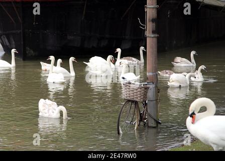 Peterborough, Großbritannien. Januar 2021. Hochwasser als der Fluss Nene in Peterborough, Cambridgeshire, seine Ufer durchbrach, bevor Sturm Christoph starke Winde und Regen bringen wird. Kredit: Paul Marriott/Alamy Live Nachrichten Stockfoto