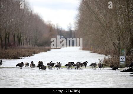 Peterborough, Großbritannien. Januar 2021. Kanadagänse haben den überfluteten Pfad neben dem Ruderkurs übernommen, als der Fluss Nene in Peterborough, Cambridgeshire, seine Ufer durchbrach, bevor Sturm Christoph starke Winde und Regen bringen wird. Kredit: Paul Marriott/Alamy Live Nachrichten Stockfoto