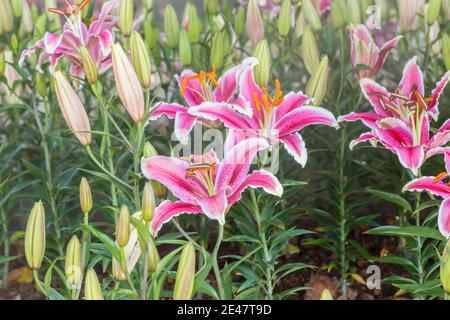 Pink Lilly Blumen blühen wunderschön im Chiang Rai Flower Festival in Chiang Rai Thailand. Stockfoto