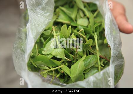 Khat (Catha edulis) kaut Blütenblätter. Ein häufiges Aphrodisiakum im Jemen. Sanaa, Jemen. Stockfoto