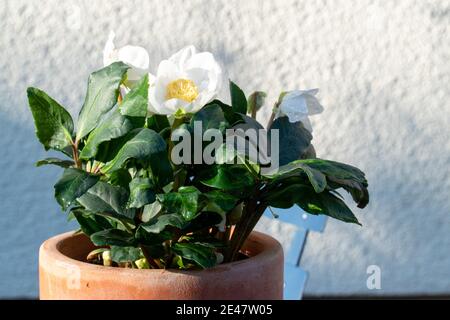 Die Weihnachtsrose Helleborus niger wird auch Schneerose oder Hellebore genannt und begeistert im Winter mit ihren eleganten weißen Blüten. Stockfoto