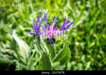 Centaurea montana Blumen Nahaufnahme Ansicht in Vanoise Nationalpark, Frankreich Stockfoto