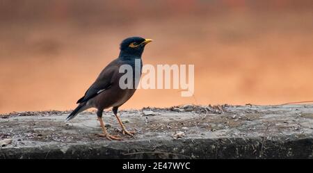 Die gewöhnliche Myna oder indische Myna (Acridotheres tristis), manchmal auch als Myna bezeichnet, ist ein Mitglied der Familie Sturnidae (Stare und Mynas), die in AS beheimatet ist Stockfoto