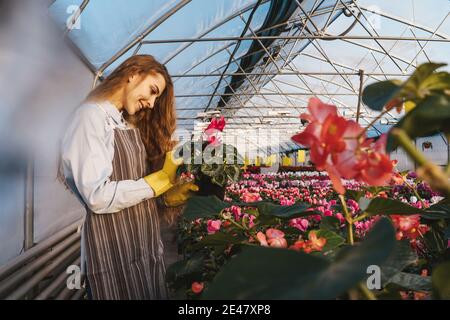 Frau im Gewächshaus in gelben Handschuhen halten in den Händen poinsettia in den Töpfen. Stockfoto