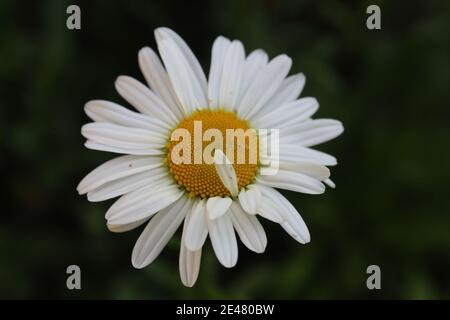 Blumen auf der Postkarte Daisy Garten Apotheke ist große Plano mit Blütenblättern und helle Mitte mit einer Kopie des Raumes. Stockfoto