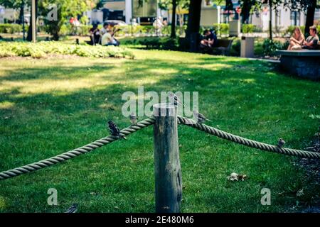 Freche Spatzen sitzen im Park an einem Seil und warten im Sommer auf Essen. Stockfoto