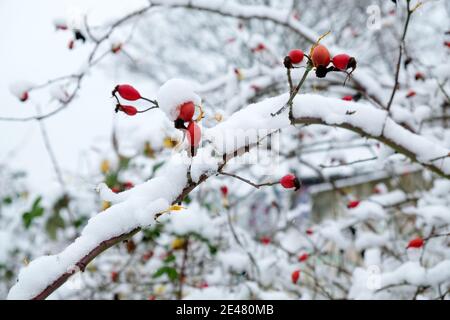 Rote Hagebutten im Winter mit Frost und Schnee Stockfoto