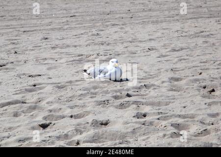 Möwen liegen am Strand bei Zempin auf Nahrung von Badegäste. Stockfoto