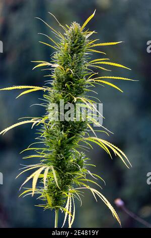 Marihuana Pflanze Cannabis Blume Knospe Stockfoto