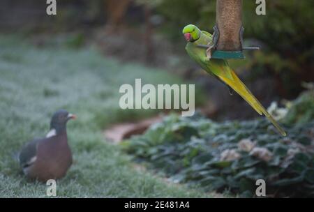 Wimbledon, London, Großbritannien. 22. Januar 2021. An einem kalten, frostigen Morgen im Südwesten Londons strömen Vögel zu den Futterhäuschen für Gartennüsse. Eine Taube, Columba palumbus, auf einem frostbedeckten Rasen beobachtet einen ringhalsigen Sittich, Psittacula krameri, beim Füttern. Quelle: Malcolm Park/Alamy Live News. Stockfoto