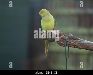 Wimbledon, London, Großbritannien. 22. Januar 2021. Ringhals Sittiche Schlange für Platz auf einem Garten Nuss Feeder. Quelle: Malcolm Park/Alamy Live News. Stockfoto