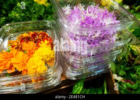 Verkauf von Speiseblumen in Plastikboxen Speiseblumen auf dem Markt Stockfoto