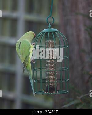 Wimbledon, London, Großbritannien. 22. Januar 2021. Ringhals Sittiche Schlange für Platz auf einem Garten Nuss Feeder. Quelle: Malcolm Park/Alamy Live News. Stockfoto