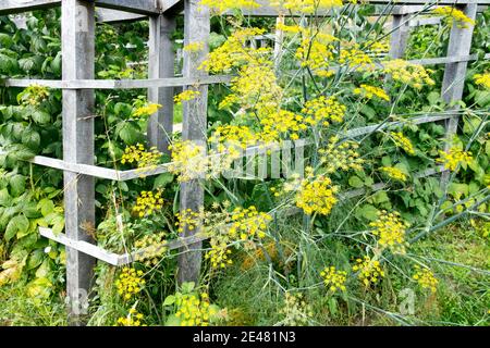 Fenchel-Blütenköpfe im Garten, die bei einer hölzernen Unterstützung wachsen, kulinarische Kräuter Stockfoto