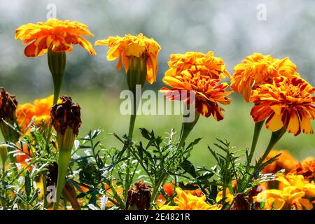 Orange Blumen afrikanische Ringelblumen Blumenköpfe tagetes Stockfoto