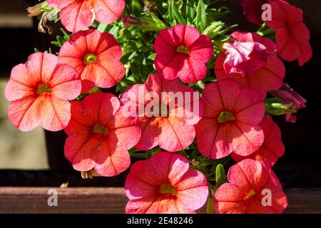 Million Bells Calibrachoa Calli Orange auf der Fensterbank Stockfoto