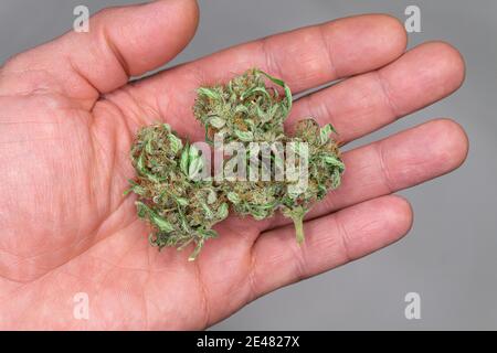 Reife getrocknete Marihuana Knospen in der Hand eines Mannes auf einem Heller Hintergrund Stockfoto