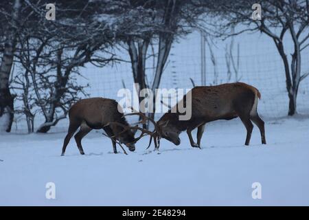 Rentier und es ist Baby im Winterwald in der Abend Stockfoto