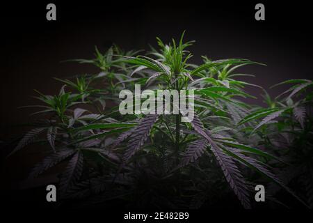 Cannabisbusch mit dunkelgrünem Laub, Seitenansicht Stockfoto