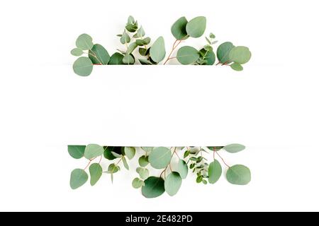 Rahmen, Rand aus grünen Blättern Eukalyptus isoliert auf weißem Hintergrund. Flach legen, Draufsicht Stockfoto