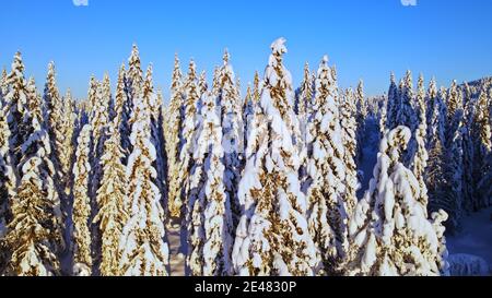 Pinien mit Schnee an einem klaren, blauen Tag in einem Winterwunderland. Stockfoto