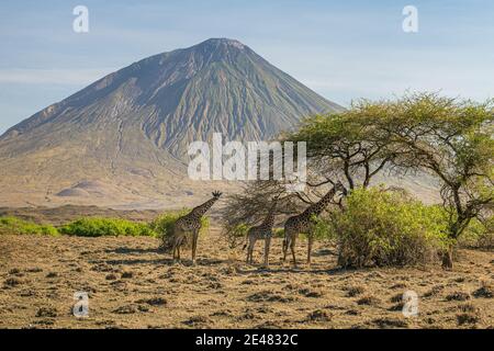 Drei Giraffen essen von einem Baum, Lake Natron Bereich, Tansania Stockfoto